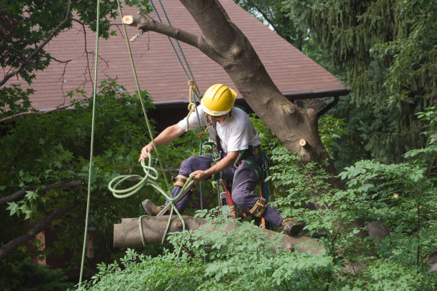 Best Storm Damage Tree Cleanup  in New Plymouth, ID